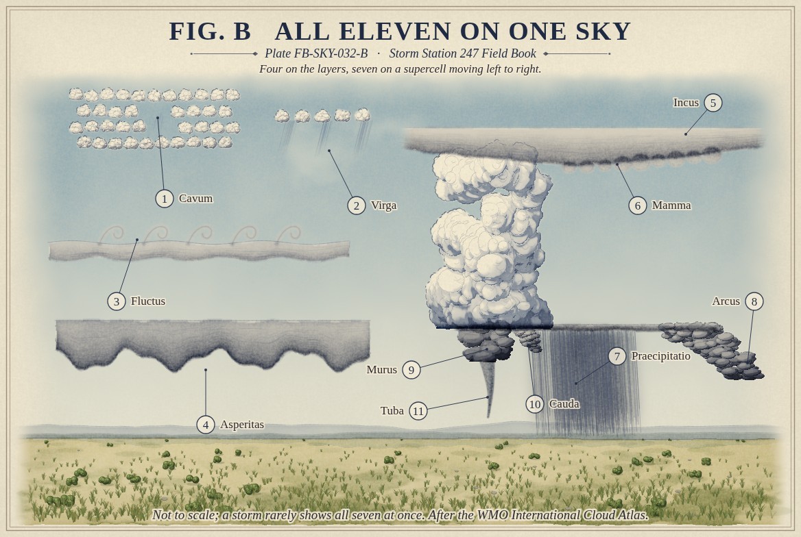 A painted sky, not to scale: on the left, an altocumulus sheet with a round hole of blue sky in it, cavum, and virga trailing from a row of cloudlets; a layer with curls breaking along its top, fluctus; and a stratocumulus with a rough wavy underside, asperitas. On the right, a supercell moving left to right: its flat anvil, incus, with rounded mamma beneath it; a grey rain shaft reaching the ground, praecipitatio; a dark shelf cloud sloping out on its leading edge, arcus; a wall cloud lowered beneath the updraft, murus; a short tail cloud running into it, cauda; and a slender funnel hanging from the wall, tuba.