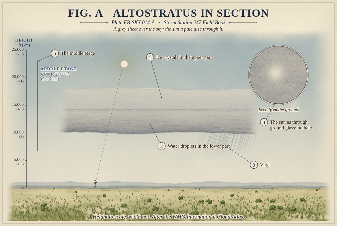 A painted section of altostratus over a prairie, heights to scale from the ground to 26,000 feet (8 kilometres): a grey sheet from 10,000 to 18,000 feet (3 to 5.5 kilometres), paler and fibrous in its upper part of ice crystals, darker in its lower part of water droplets, with virga trailing beneath its right side; the sun above the sheet and a line from it to an observer on the ground; in a round window, the sun as seen from the ground, a pale blurred disc on grey with no halo.
