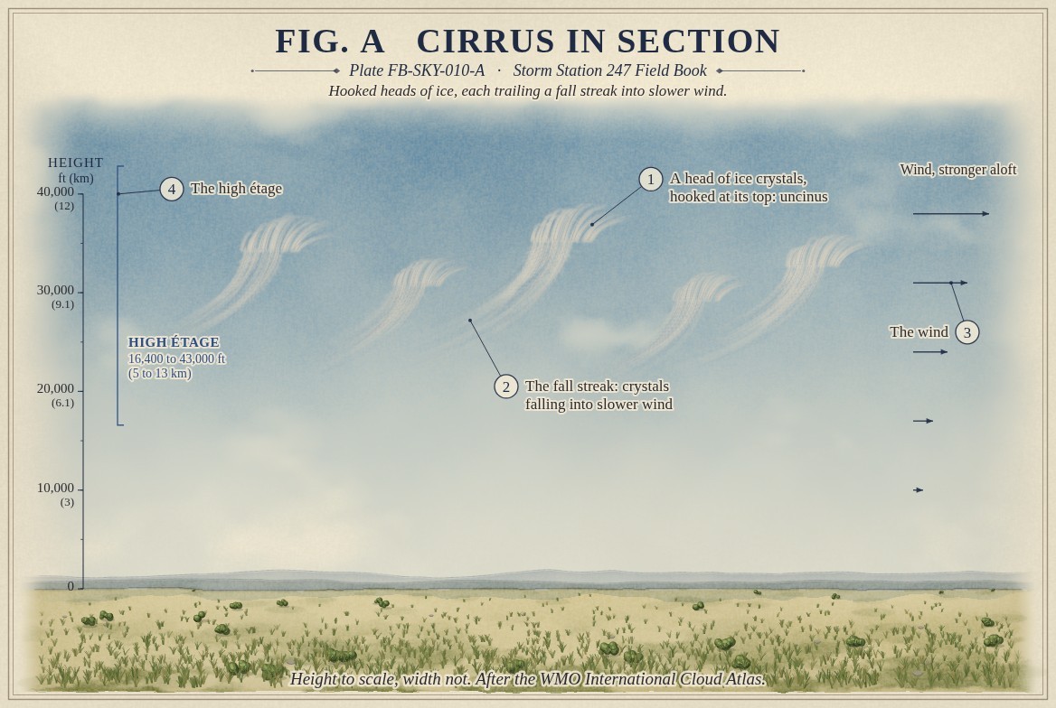 A painted section of cirrus over a prairie, heights to scale from the ground to 46,000 feet (14 kilometres): five white hooked heads of ice crystals in a deep blue sky between about 29,500 and 35,500 feet (9 and 11 kilometres), each trailing a fall streak down and back to the left; the high étage bracketed from 16,400 to 43,000 feet (5 to 13 kilometres); and on the right, wind arrows that lengthen with height.