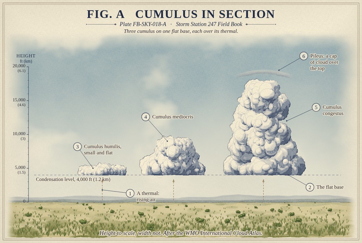 Three cumulus on one flat base at the condensation level, each over its thermal.