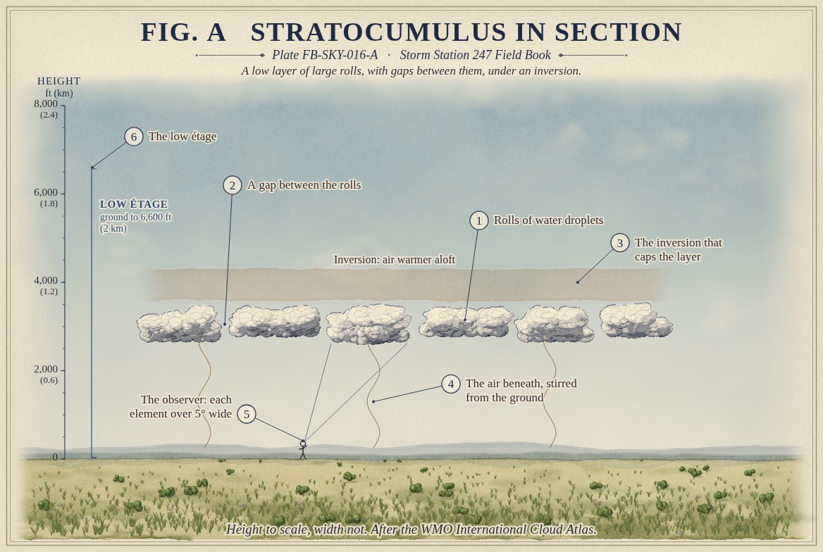A painted section of stratocumulus over a prairie, heights to scale from the ground to 8,000 feet (2.4 kilometres): six large grey and white rolls from about 2,600 to 3,500 feet (0.8 to 1.1 kilometres), with gaps of blue sky between them; a warm tinted band of inversion above them from 3,600 to 4,300 feet (1.1 to 1.3 kilometres); wavy lines of the air beneath stirred from the ground; and an observer for whom each roll spans more than five degrees.