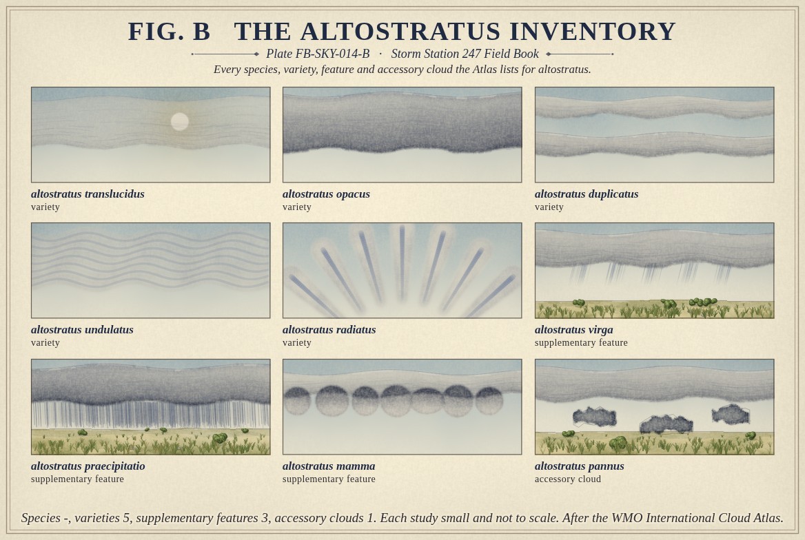 Small paintings of altostratus, one for every name the International Cloud Atlas lists for it, each labelled with its full name and its rank: the varieties translucidus, opacus, duplicatus, undulatus and radiatus; the supplementary features virga, praecipitatio and mamma; and the accessory cloud pannus; with the count of each rank beneath, a hyphen where the Atlas gives none.