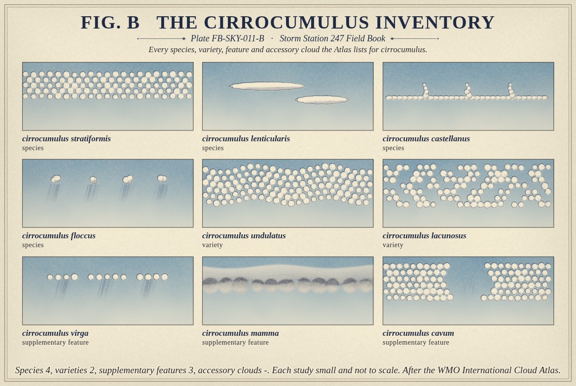 Small paintings of cirrocumulus, one for every name the International Cloud Atlas lists for it, each labelled with its full name and its rank: the species stratiformis, lenticularis, castellanus and floccus; the varieties undulatus and lacunosus; and the supplementary features virga, mamma and cavum; with the count of each rank beneath, a hyphen where the Atlas gives none.