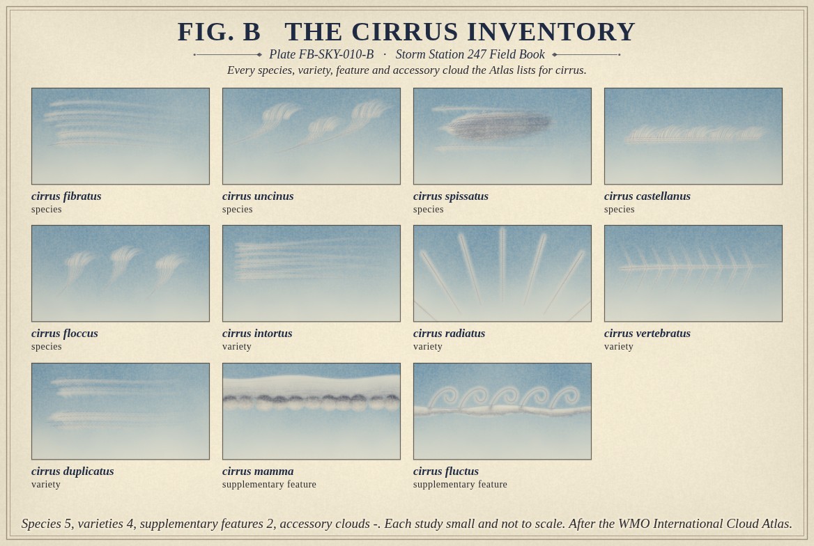 Small paintings of cirrus, one for every name the International Cloud Atlas lists for it, each labelled with its full name and its rank: the species fibratus, uncinus, spissatus, castellanus and floccus; the varieties intortus, radiatus, vertebratus and duplicatus; and the supplementary features mamma and fluctus; with the count of each rank beneath, a hyphen where the Atlas gives none.