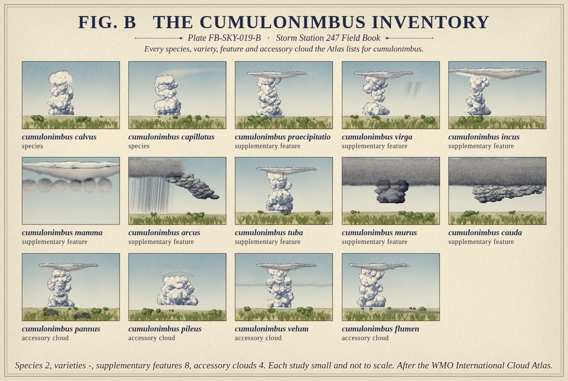 Small paintings of cumulonimbus, one for every name the International Cloud Atlas lists for it, each labelled with its full name and its rank: the species calvus and capillatus; the supplementary features praecipitatio, virga, incus, mamma, arcus, tuba, murus and cauda; and the accessory clouds pannus, pileus, velum and flumen; with the count of each rank beneath, a hyphen where the Atlas gives none.