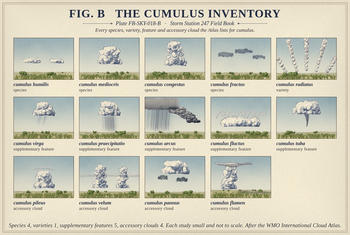 Small paintings of cumulus, one for every name the International Cloud Atlas lists for it, each labelled with its full name and its rank: the species humilis, mediocris, congestus and fractus; the variety radiatus; the supplementary features virga, praecipitatio, arcus, fluctus and tuba; and the accessory clouds pileus, velum, pannus and flumen; with the count of each rank beneath, a hyphen where the Atlas gives none.