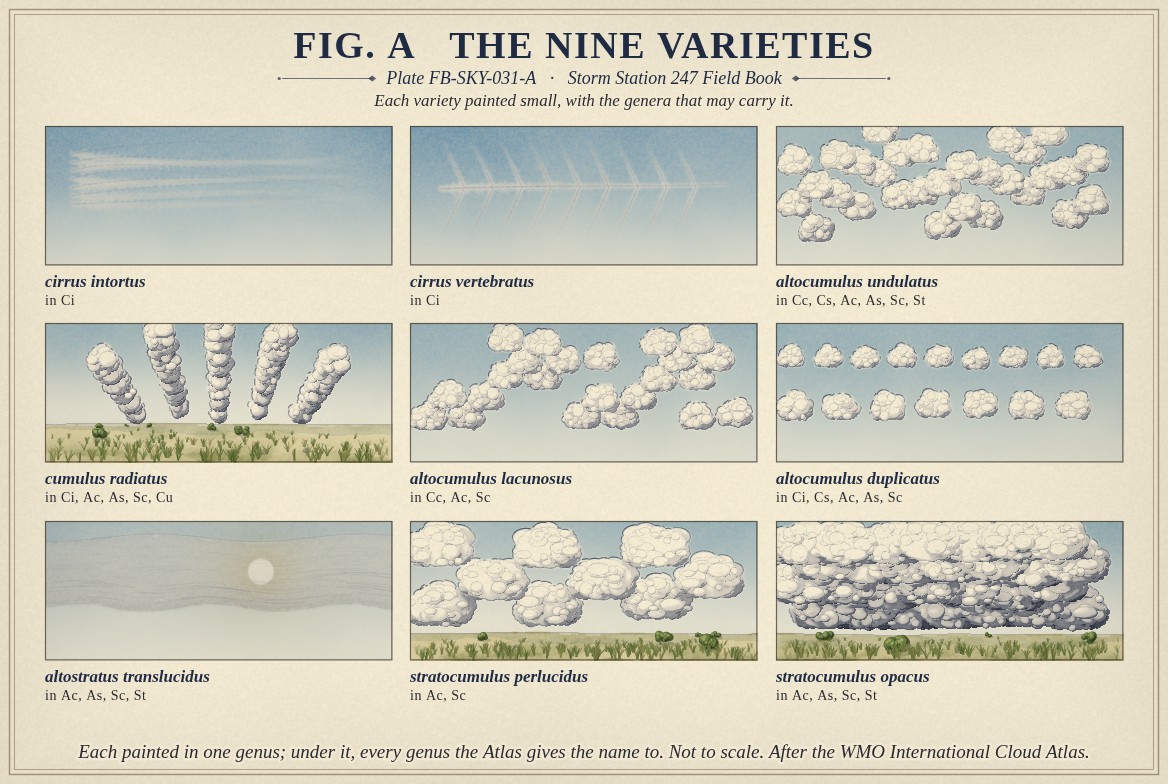 Small paintings of the 9 varieties of the International Cloud Atlas, each painted in one genus and labelled with its full name, with every genus the Atlas gives it to beneath: cirrus intortus, in cirrus; cirrus vertebratus, in cirrus; altocumulus undulatus, in cirrocumulus, cirrostratus, altocumulus, altostratus, stratocumulus and stratus; cumulus radiatus, in cirrus, altocumulus, altostratus, stratocumulus and cumulus; altocumulus lacunosus, in cirrocumulus, altocumulus and stratocumulus; altocumulus duplicatus, in cirrus, cirrostratus, altocumulus, altostratus and stratocumulus; altostratus translucidus, in altocumulus, altostratus, stratocumulus and stratus; stratocumulus perlucidus, in altocumulus and stratocumulus; stratocumulus opacus, in altocumulus, altostratus, stratocumulus and stratus.
