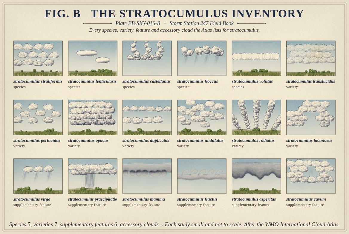 Small paintings of stratocumulus, one for every name the International Cloud Atlas lists for it, each labelled with its full name and its rank: the species stratiformis, lenticularis, castellanus, floccus and volutus; the varieties translucidus, perlucidus, opacus, duplicatus, undulatus, radiatus and lacunosus; and the supplementary features virga, praecipitatio, mamma, fluctus, asperitas and cavum; with the count of each rank beneath, a hyphen where the Atlas gives none.