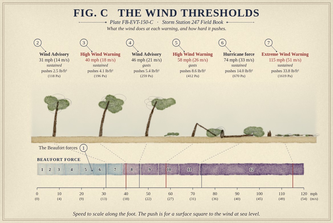 A painted row of six trees on one strip of ground, each over its threshold and how hard the wind pushes there: a Wind Advisory at a sustained 31 miles an hour (14 metres a second), 2.5 pounds a square foot, the tree swaying; a High Wind Warning at a sustained 40 (18), 4.1 pounds, the tree bent; a Wind Advisory for gusts of 46 (21), 5.4 pounds, a limb torn off; a High Wind Warning for gusts of 58 (26), 8.6 pounds, the trunk snapped; hurricane force at a sustained 74 (33), 14.0 pounds, the tree uprooted; and an Extreme Wind Warning at a sustained 115 (51), 33.8 pounds, only a stump left and debris; with a leader from each down to a speed scale from 0 to 120 miles an hour and the thirteen Beaufort forces painted as bands that deepen with the force.