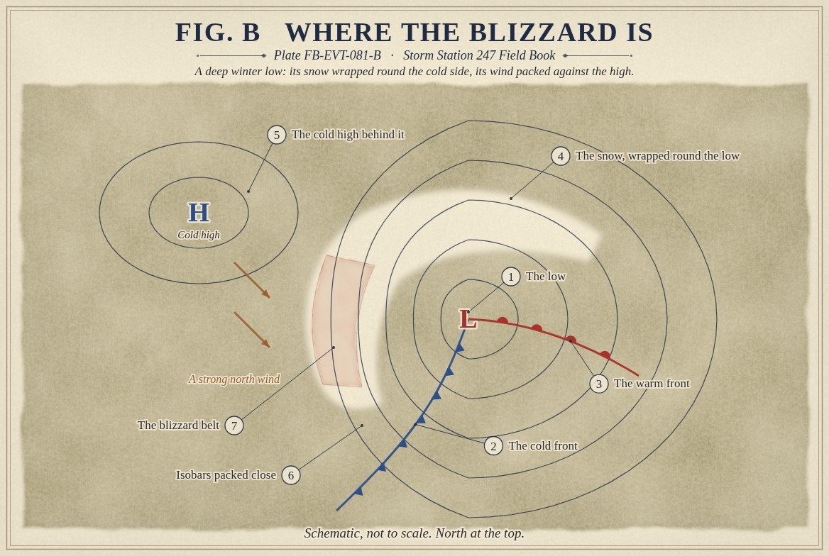 A painted schematic map of a deep winter low, north at the top: a red L at the centre of closed isobars, packed close on the west side toward a blue H, the cold high to the northwest; a cold front in blue with triangles running southwest from the low and a warm front in red with half discs running east; a white comma of snow wrapped round the north and west of the low; rust arrows of a strong north wind; and, hatched in red on the west edge of the snow where the isobars are packed, the blizzard belt.